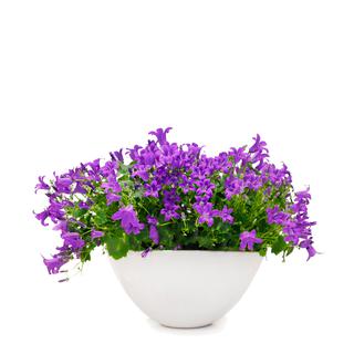 Õrnade õitega kellukas, Campanula